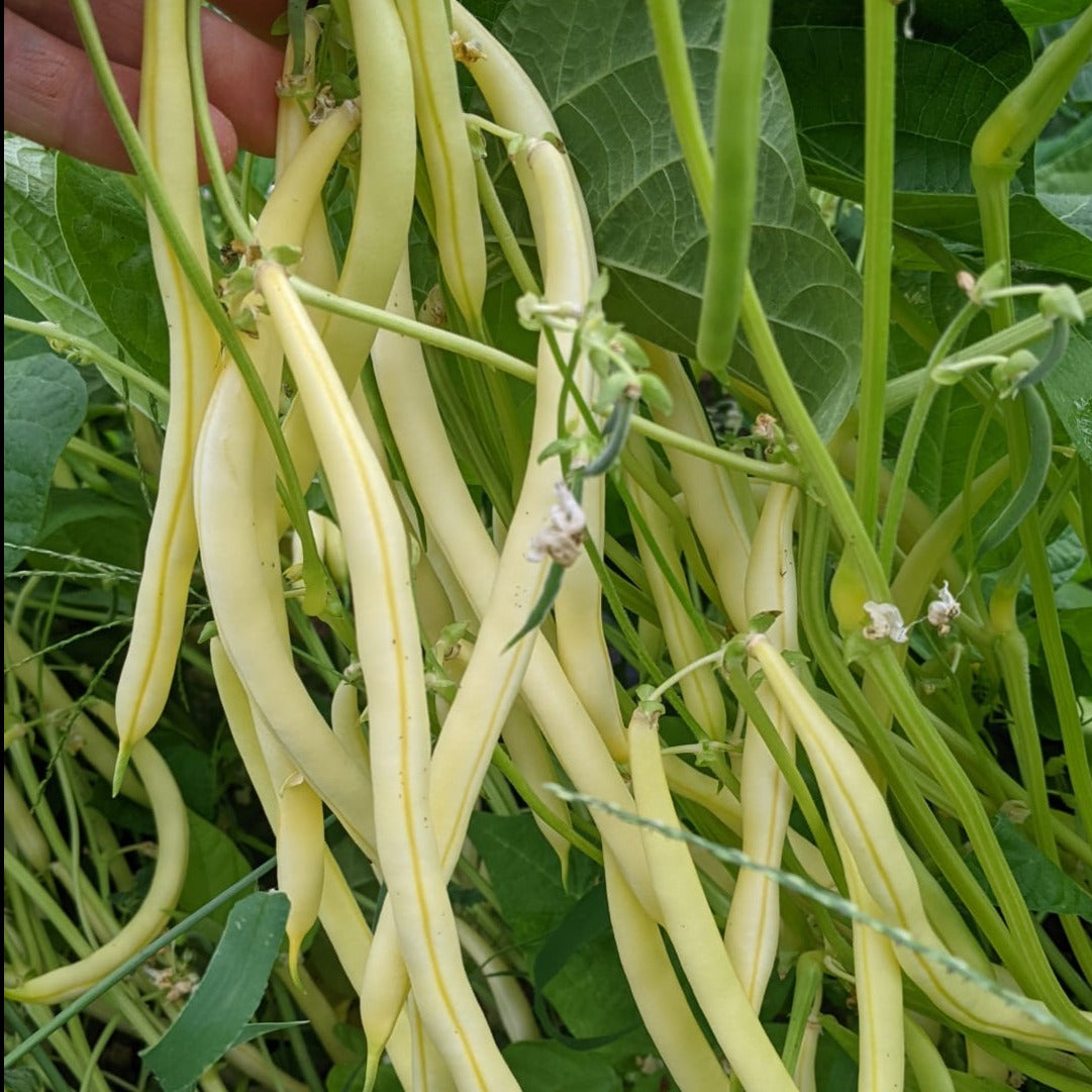 Yellow Goldrush Bush Bean