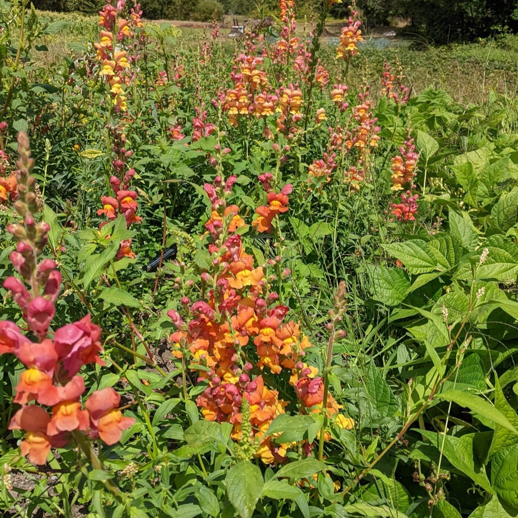 Orange Wonder Snapdragon