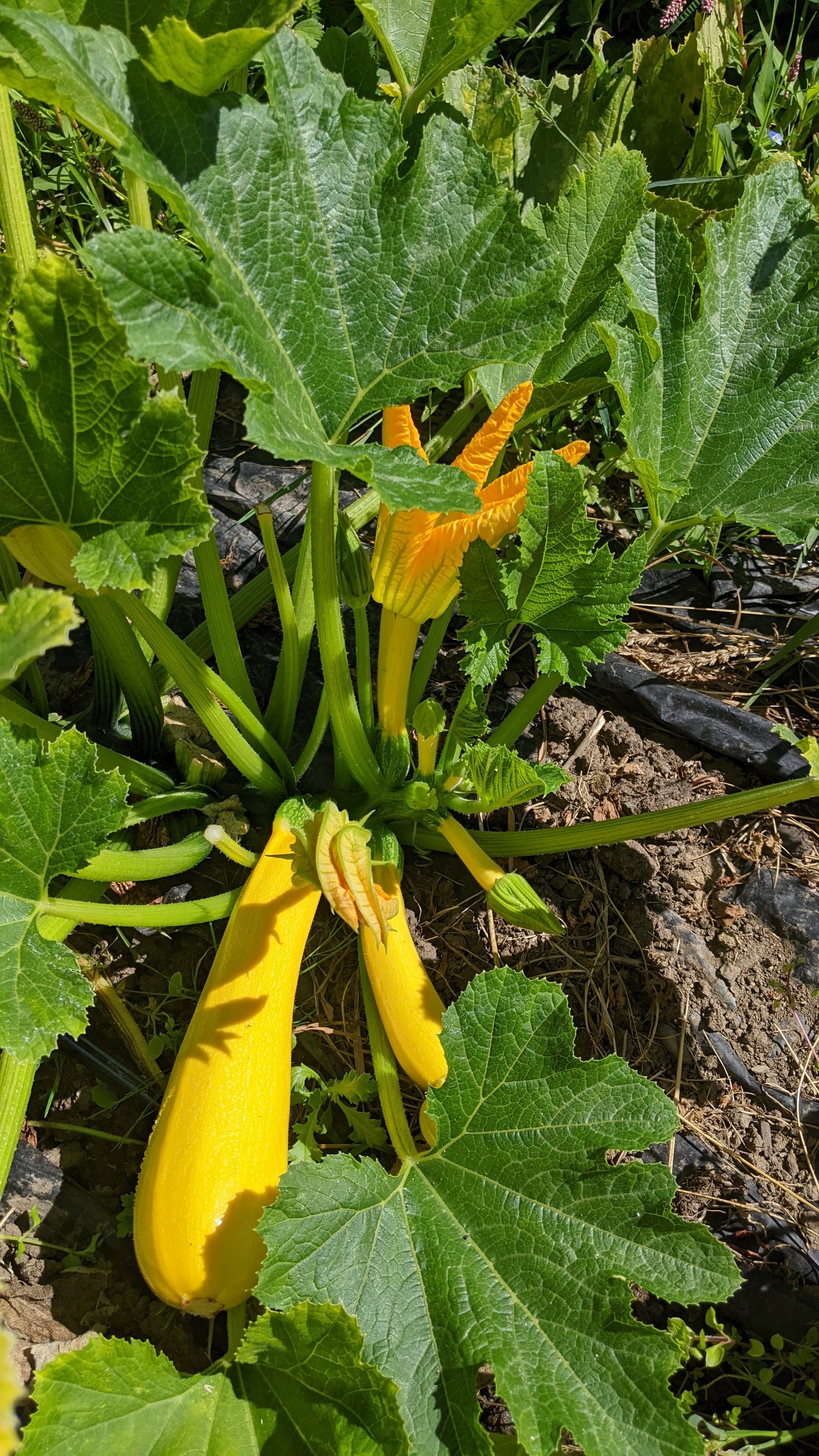 Goldini II Zucchini