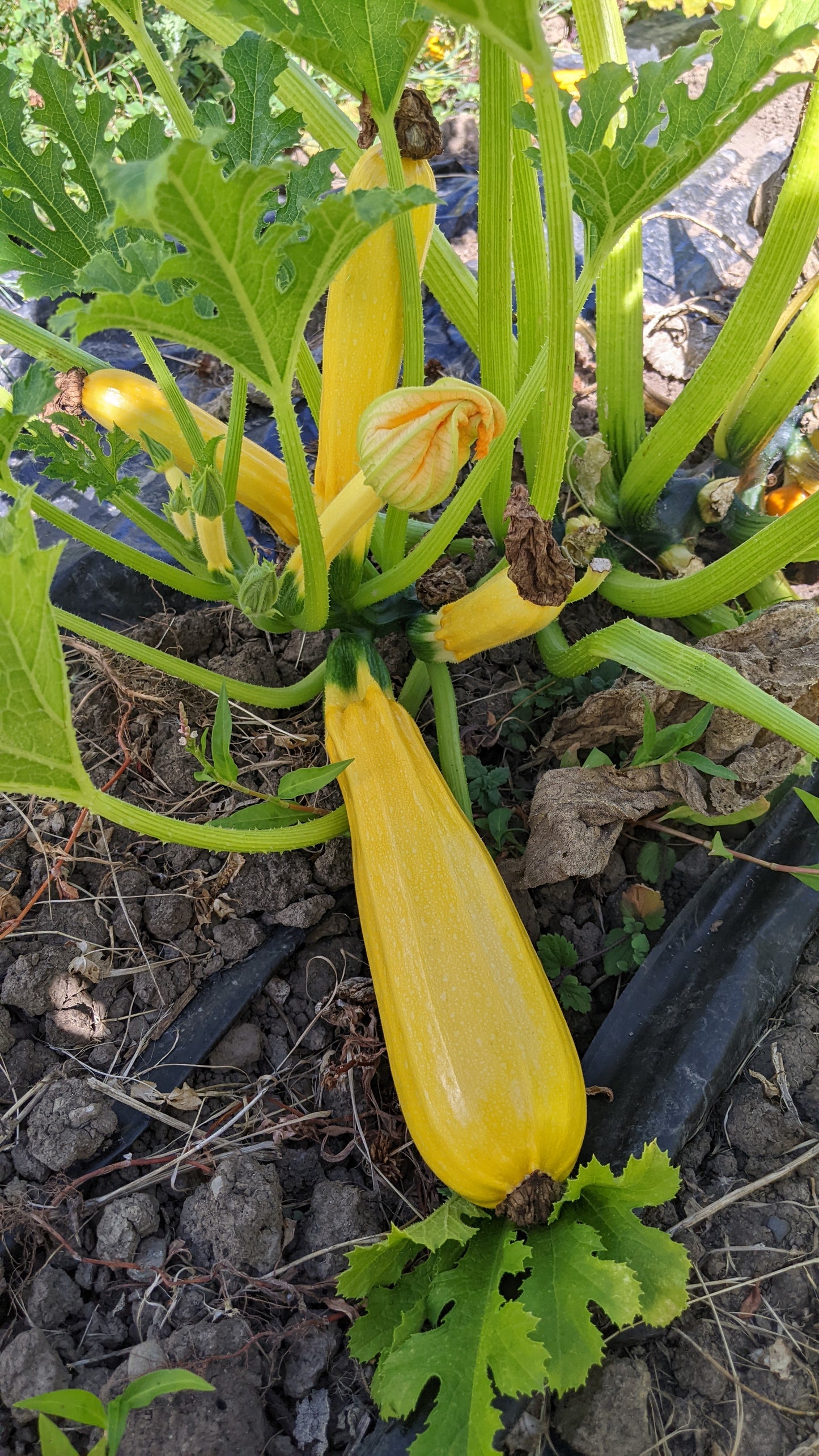 Goldini II Zucchini