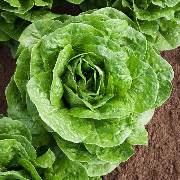 Parris Island Romaine Lettuce