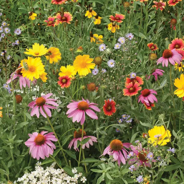 Pollinator Mix