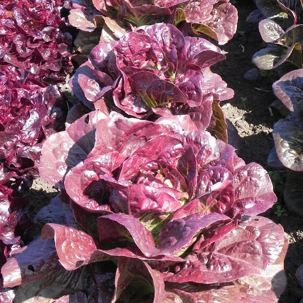 Pomegranate Crunch Romaine Lettuce