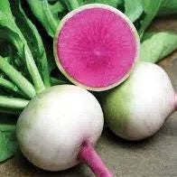 Watermelon Radish