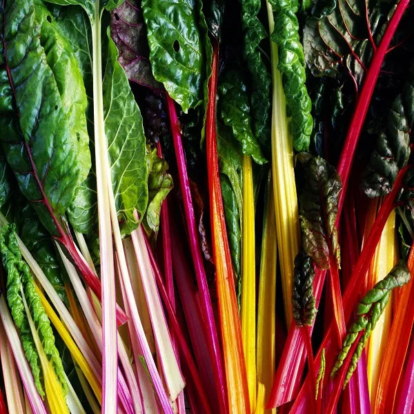 Chard, Rainbow Chard Mix