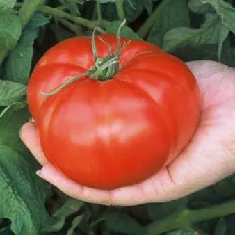 Red Brandywine Tomato