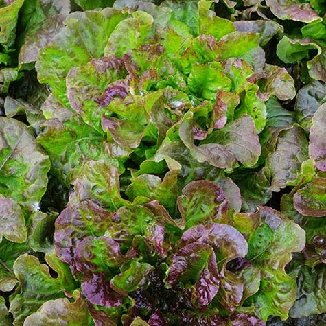 Red Mist Lettuce