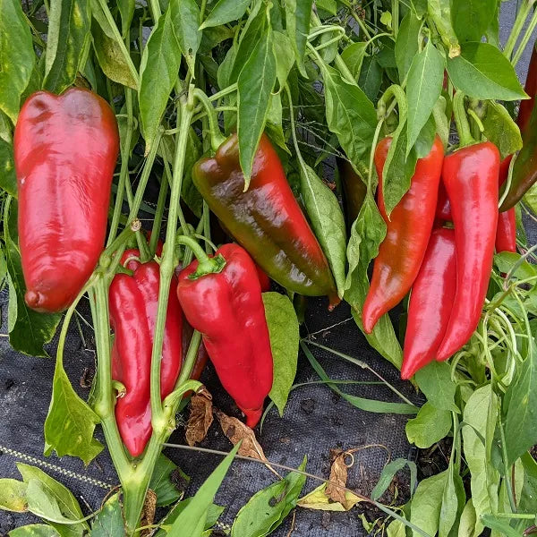 Stocky Red Roaster Pepper