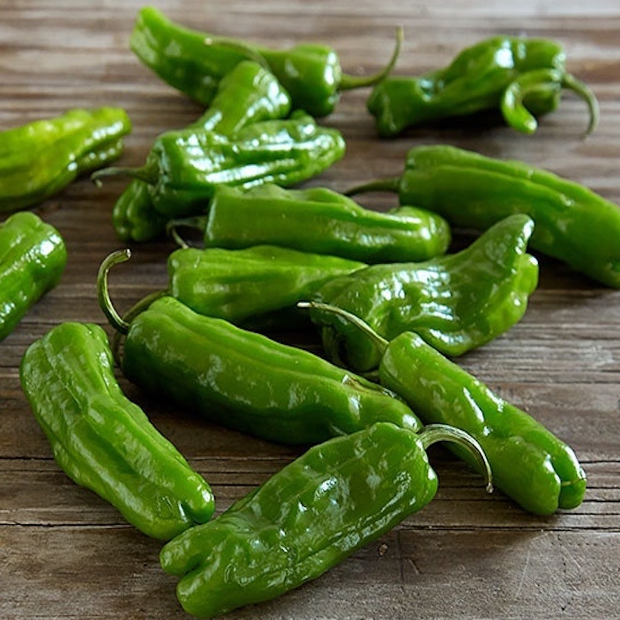 Shishito Pepper