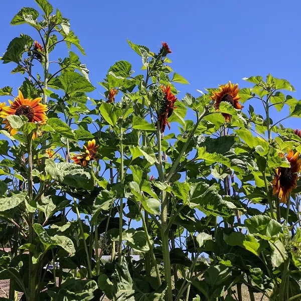 Sunflower Mix