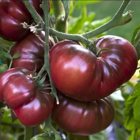 Black Krim Tomato