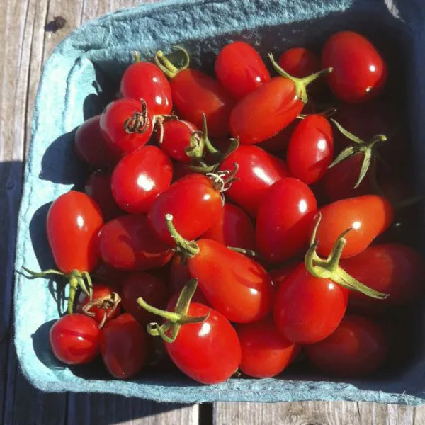 Elfin (Red Grape) Tomato