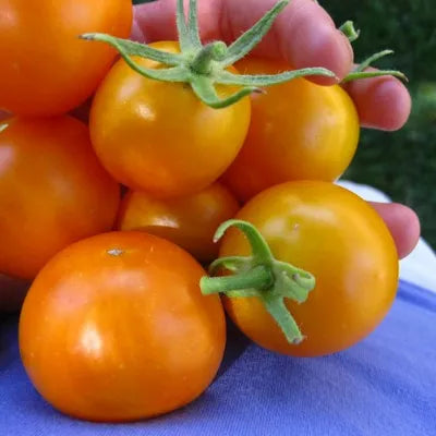 Jaune Flammé Tomato