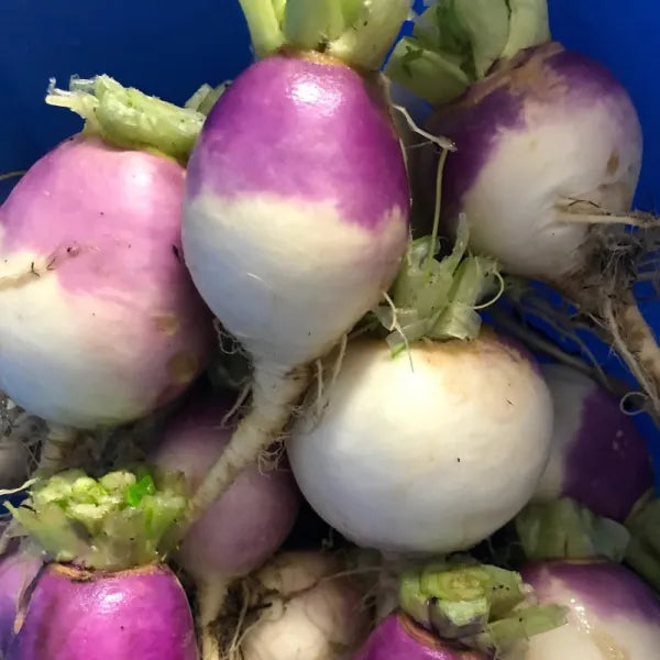 Purple Top Turnip