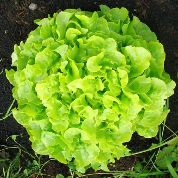 Veredes Lettuce