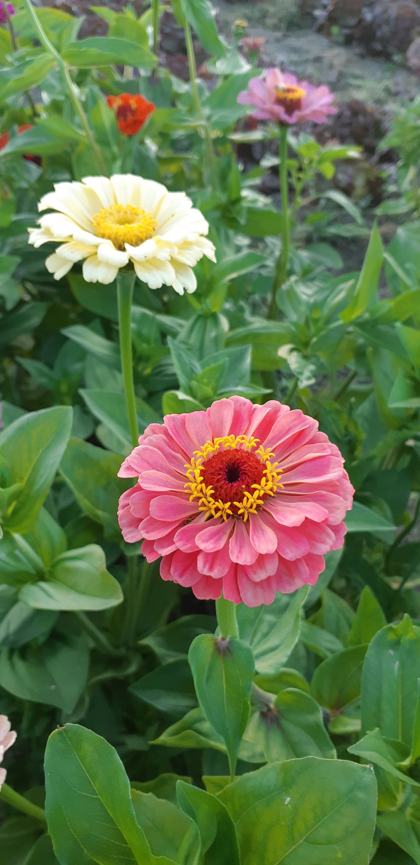 Zinnia Bright Bouquet Mix