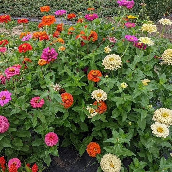 Zinnia Cutting Mix