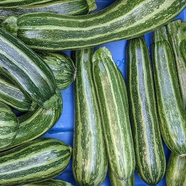 Cocozelle Striped Zucchini