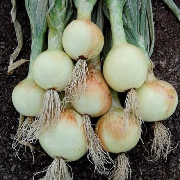 Ailsa Craig Sweet Onion