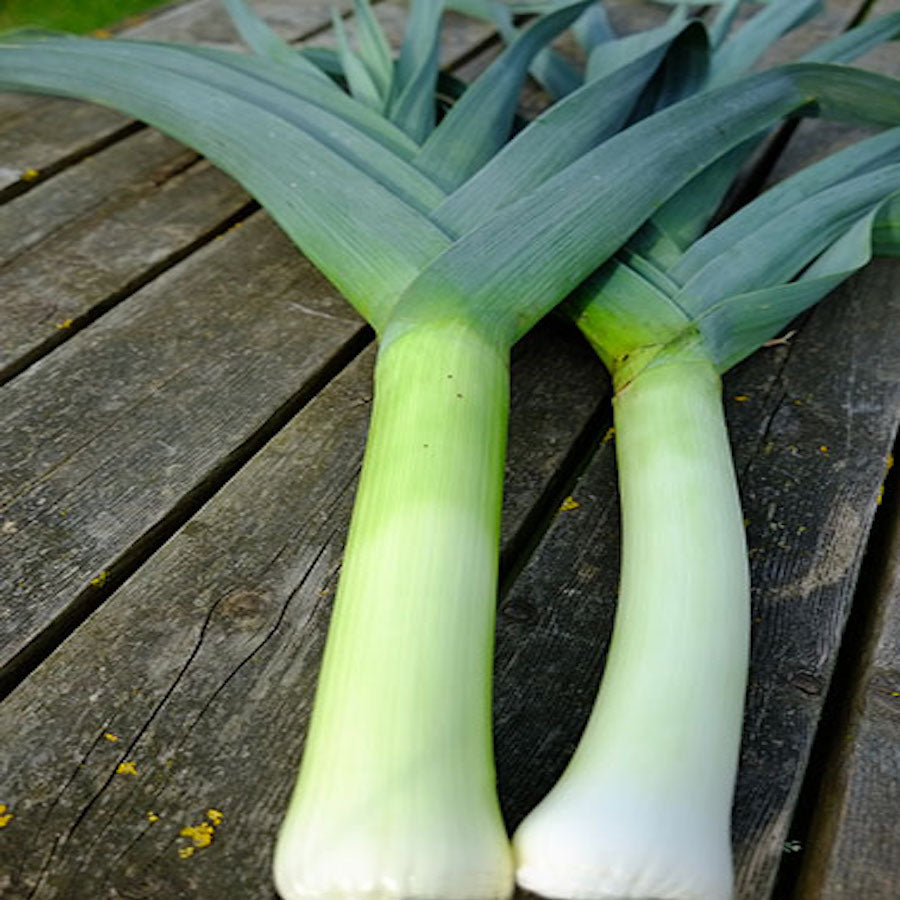 Bandit Leek