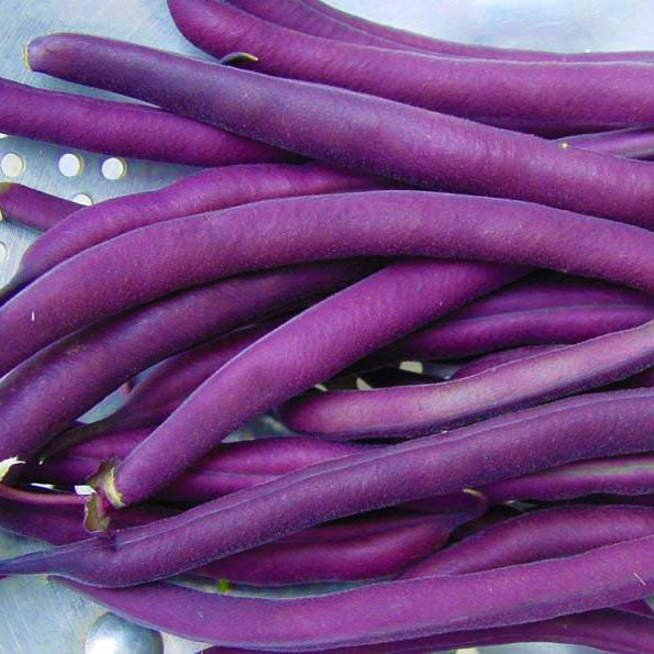 Royal Burgundy Bush Bean