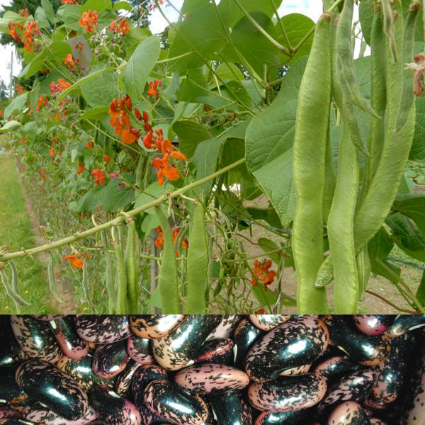 Scarlet Runner Bean