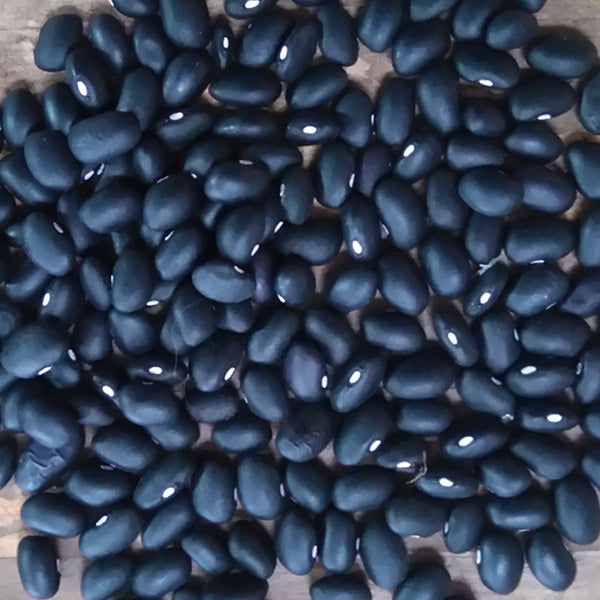 Eclipse Black Dry Bean