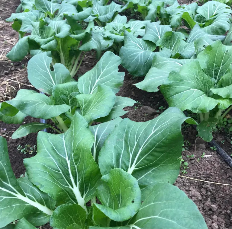 Shanghai Baby Bok Choi