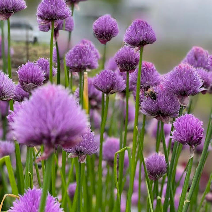 Chives