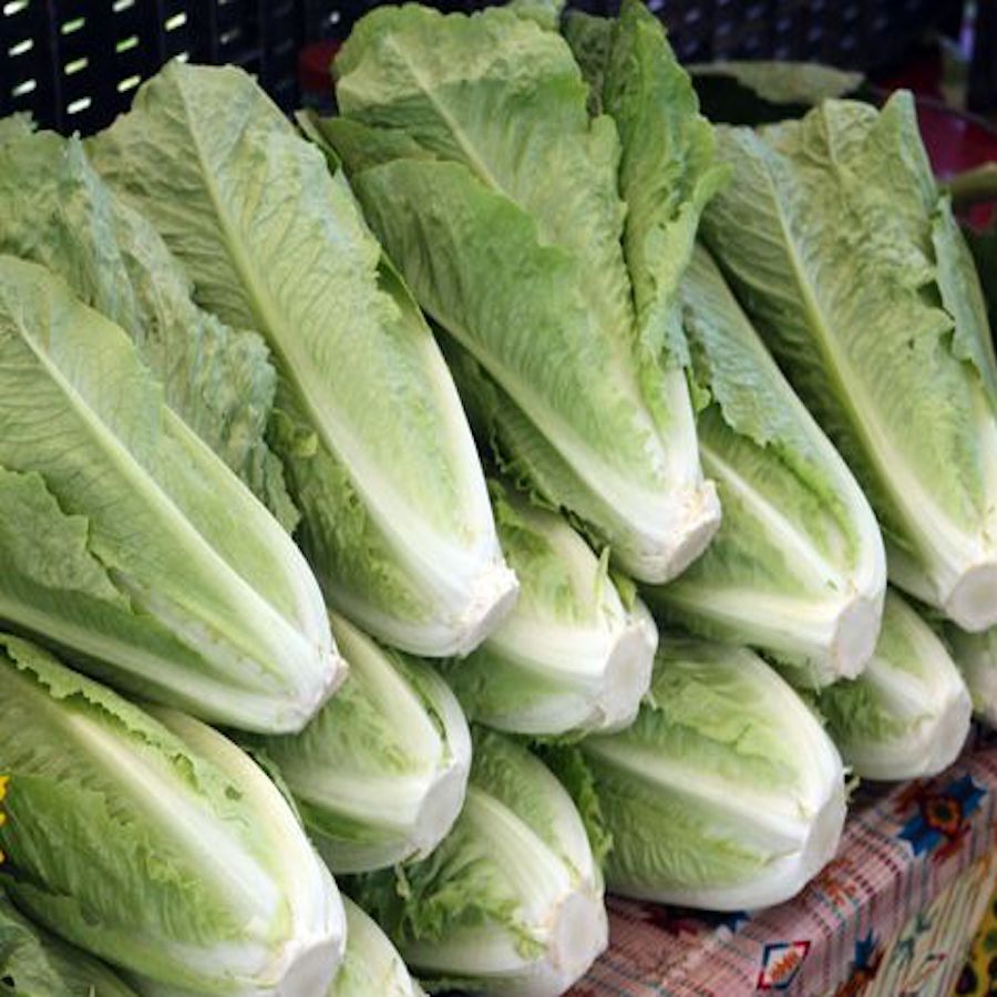 Coastal Star Romaine Lettuce