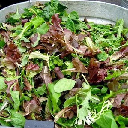 Cold Hardy Lettuce Mix