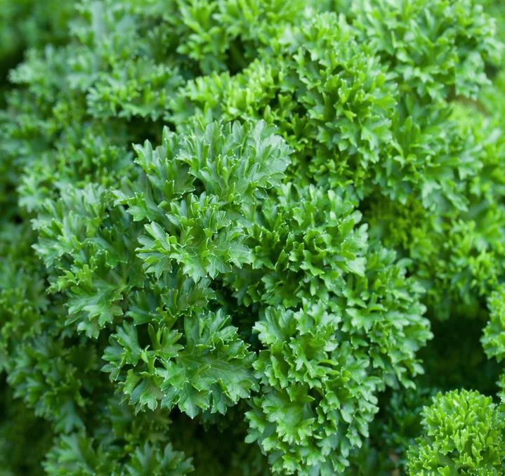 Forest Green Parsley