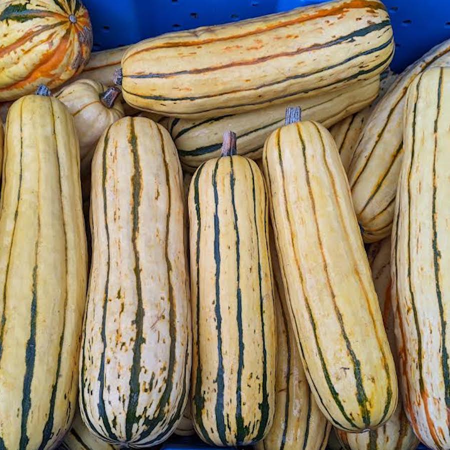 Delicata Winter Squash