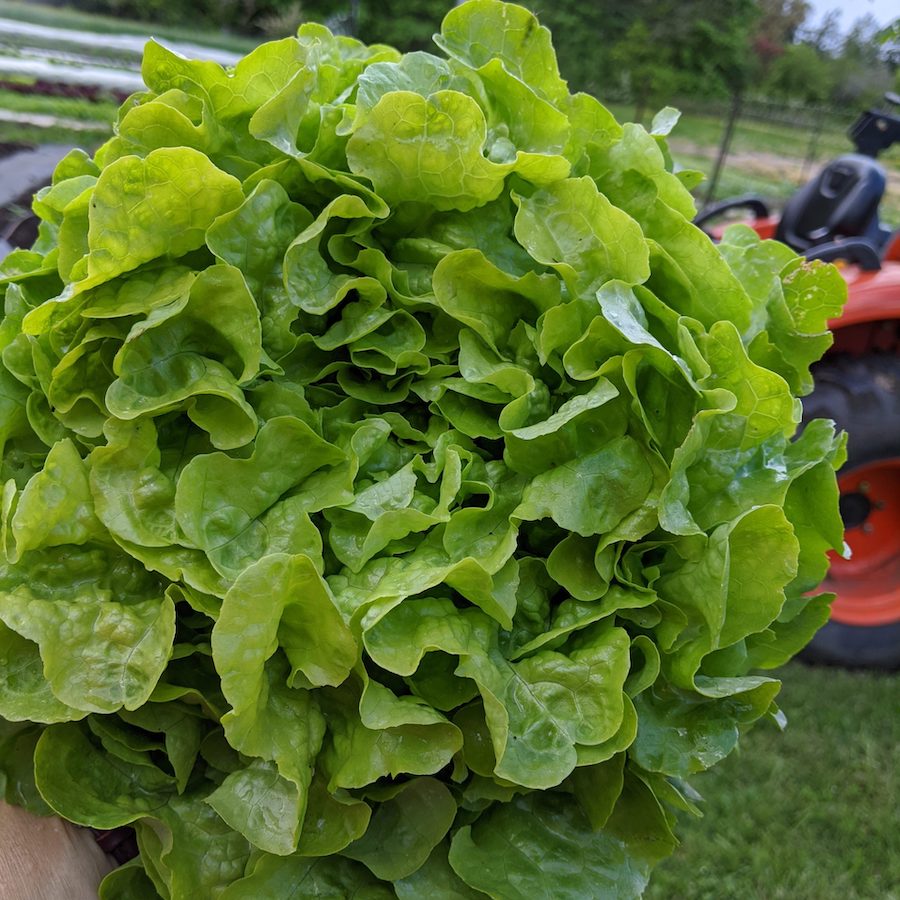 Green Oak Leaf Encino Lettuce