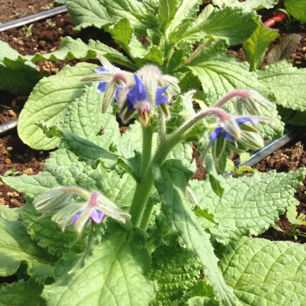 Borage Edible Wildflower