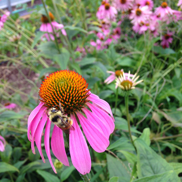 Purple Echinacea