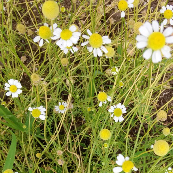 German Chamomile