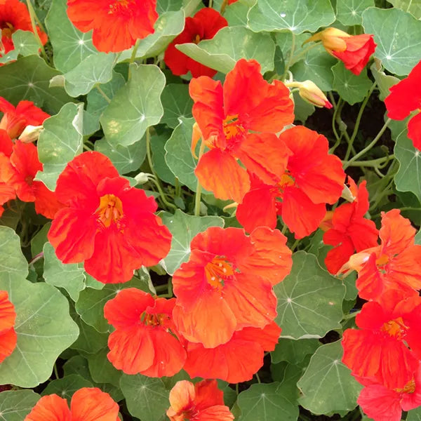 Nasturtium Scarlet Gleam