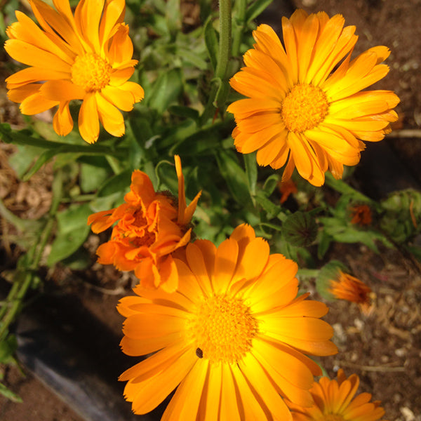Simple Orange Calendula