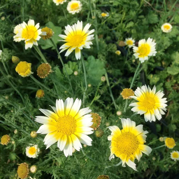 Shungiku Edible Chrysanthemum