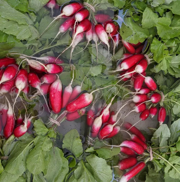 French Breakfast Radish