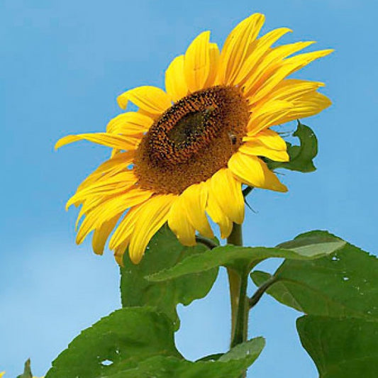 Giganteus Sunflower