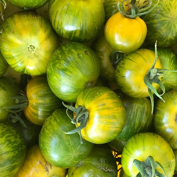 Green Zebra Tomato