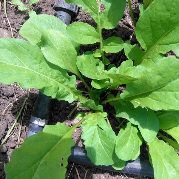 Astro Arugula