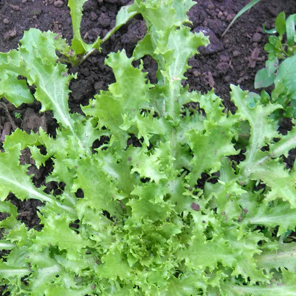 Frisée Endive (Très Fines Maraichères)