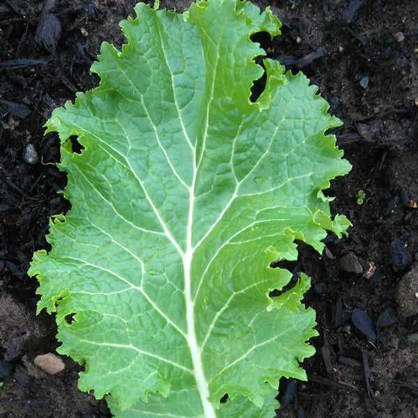 Green Wave Mustard Greens