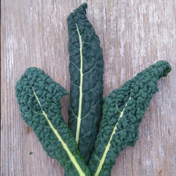 Kale, Lacinato (aka Dinosaur Kale, Black Kale) (AVAILABLE AT SEEDY SATURDAYS)