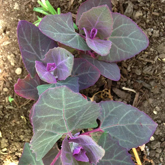 Purple Orach (Mountain Spinach)