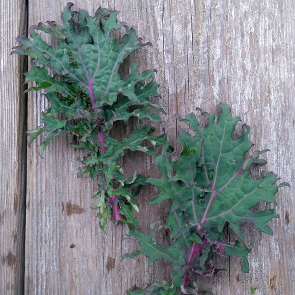 Kale, Red Russian (AVAILABLE AT SEEDY SATURDAYS)