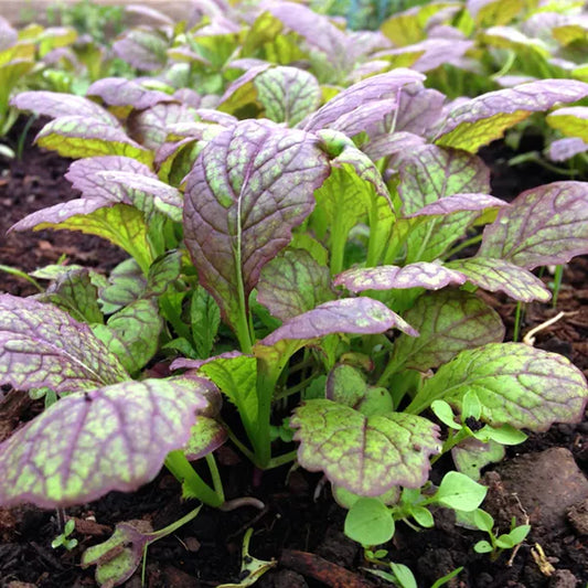 Giant Red Mustard Greens